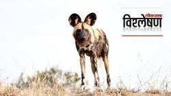 जोडीदारासाठी आफ्रिकन रानकुत्र्यांची हजार किलोमीटर भटकंती, त्यांच्या जंगलवाटा टिकतील का?