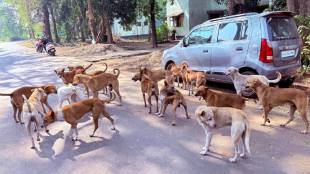 raigad-stray-dog-bites