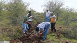 Solapur Forest Department Marvel Grass Plantation | Hiraj Wildlife Sanctuary Solapur Grass Planting | Blackbuck Wildlife Fodder Solapur Maharashtra | Rehekuri Blackbuck Sanctuary Marvel Grass Saplings