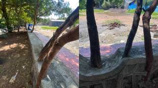 Vasai Vasant Nagari Garden Trees Cement Plaster | VVCMC Concrete On Tree Roots Kalpesh Bhoir | Green Tribunal Tree Protection Rules Vasai | Vasai Virar Civic Environmental Negligence News