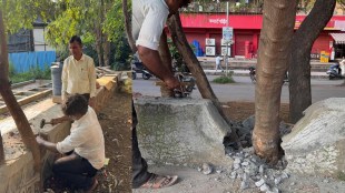 Vasai tree concrete removed | Vasant Nagari civic action | Loksatta impact news | Maharashtra local news update