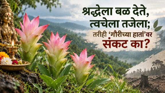 Ranhalad Medicinal benefits