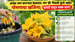 अनेक जण कचऱ्यात फेकतात, पण ‘ही’ पिवळी फुले आहेत पोषणाचा खजिना; फायदे वाचून थक्क व्हाल!