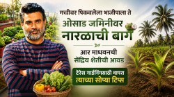 टेरेस गार्डन बनवायचंय? आर. माधवनने दिल्या ७ सोप्या टिप्स नक्की वापरा; अभिनेत्याने गच्चीवर पिकवलेला भाजीपाला