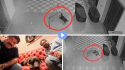 VIDEO: बिबट्याशी भिडला मनसेच्या माजी आमदाराचा ‘रॉकी’, मुरबाडच्या फार्महाऊसवरील थरारक घटना CCTV मध्ये कैद