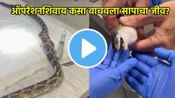 सापाने गिळले चक्क ३ गोल्फचे चेंडू! डॉक्टरांनी विनाऑपरेशन पोटातून कसे काढले बाहेर? पहा थरारक VIDEO