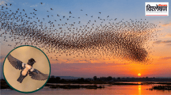 Rosy Starling murmuration: तो काळसर ढग नसून हजारो जीवांचा विश्वास; हिवाळ्यातल्या ‘या’ परदेशी पाहुण्यांची कसरत नेमकं काय सांगते?