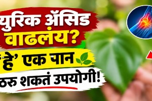 Green betel leaf and its possible benefits for high uric acid and gout