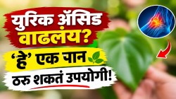 लघवीवाटे किडनीतून बाहेर पडेल युरिक ॲसिड; फक्त खा ‘हे’ एक पान; हाडे होतील मोकळी, दूर होईल संधिवात