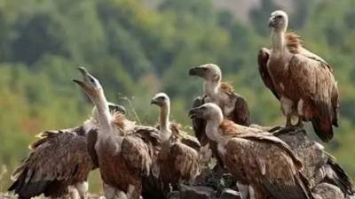 गिधाडांसाठी डीजे बंदी, रायगडमधल्या गावाचा मोठा निर्णय; नेमकं कारण काय?