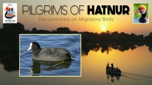 Hatnur Dam Jalgaon | Migratory Birds Maharashtra | Pilgrims of Hatnur Short Film | International Tourism Film Festival Pune