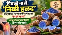 पिवळी नाही, ‘निळी हळद’! आतून निळी दिसणारी ‘ही’ दुर्मिळ हळद नेमकी काय? सांधेदुखीपासून त्वचेपर्यंत जाणून घ्या फायदे