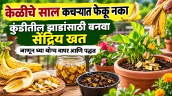 केळीचं साल कचऱ्यात फेकू नका! कुंडीतली रोपं बहरण्यासाठी ‘असा’ करा वापर; घरच्या घरी तयार होईल नैसर्गिक खत