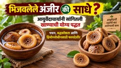 भिजवलेले अंजीर की साधे? आयुर्वेदाचार्यांनी सांगितली खाण्याची योग्य पद्धत; पचन, बद्धकोष्ठता आणि हिमोग्लोबिनसाठी फायदेशीर