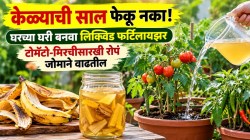 केळ्याची साल फेकू नका! घरच्या घरी बनवा लिक्विड फर्टिलायझर; टोमॅटो-मिरचीसारखी रोपं जोमाने वाढतील