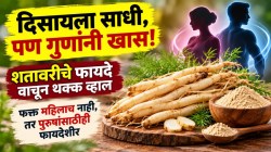 दिसायला साधी, पण गुणांनी खास! शतावरीचे फायदे वाचून थक्क व्हाल; फक्त महिलाच नाही, तर पुरूषांसाठीही फायदेशीर