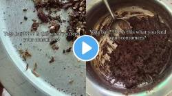 Video: ‘घशात वळवळ होतेय असं वाटलं’; ‘ओट्स’च्या पाकीटात अळ्या आढळल्याचा तरुणीचा दावा, व्हिडीओ व्हायरल