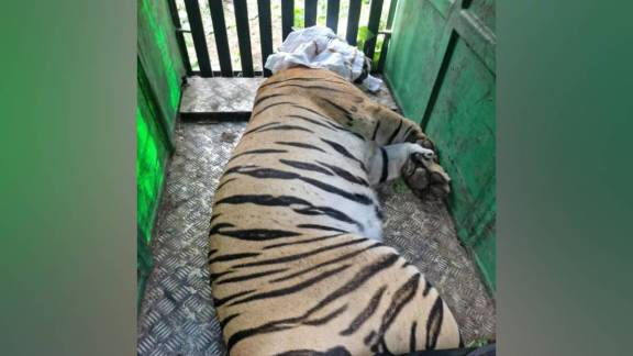Amravati Tigress Captured | Chandur Bazar Tiger Attack | Forest Department Rescue Operation | Maharashtra Human Wildlife Conflict