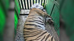 Amravati Tiger Attack | Wardha Tigress Death | Human Wildlife Conflict Maharashtra | Melghat Forest Department News