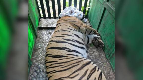 Amravati Tiger Attack | Wardha Tigress Death | Human Wildlife Conflict Maharashtra | Melghat Forest Department News