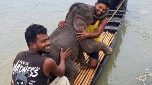 baby elephant rescued from teesta river | elephant calf reunited with mother | west bengal wildlife rescue news | teesta river elephant rescue video