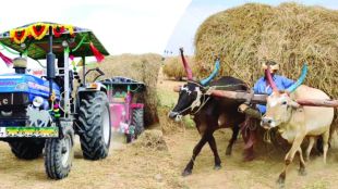 bail pola festival chhatrapati sambhajinagar | tractor sales increase in rural maharashtra | bullock population decline maharashtra news | clay bulls puja pola festival trends