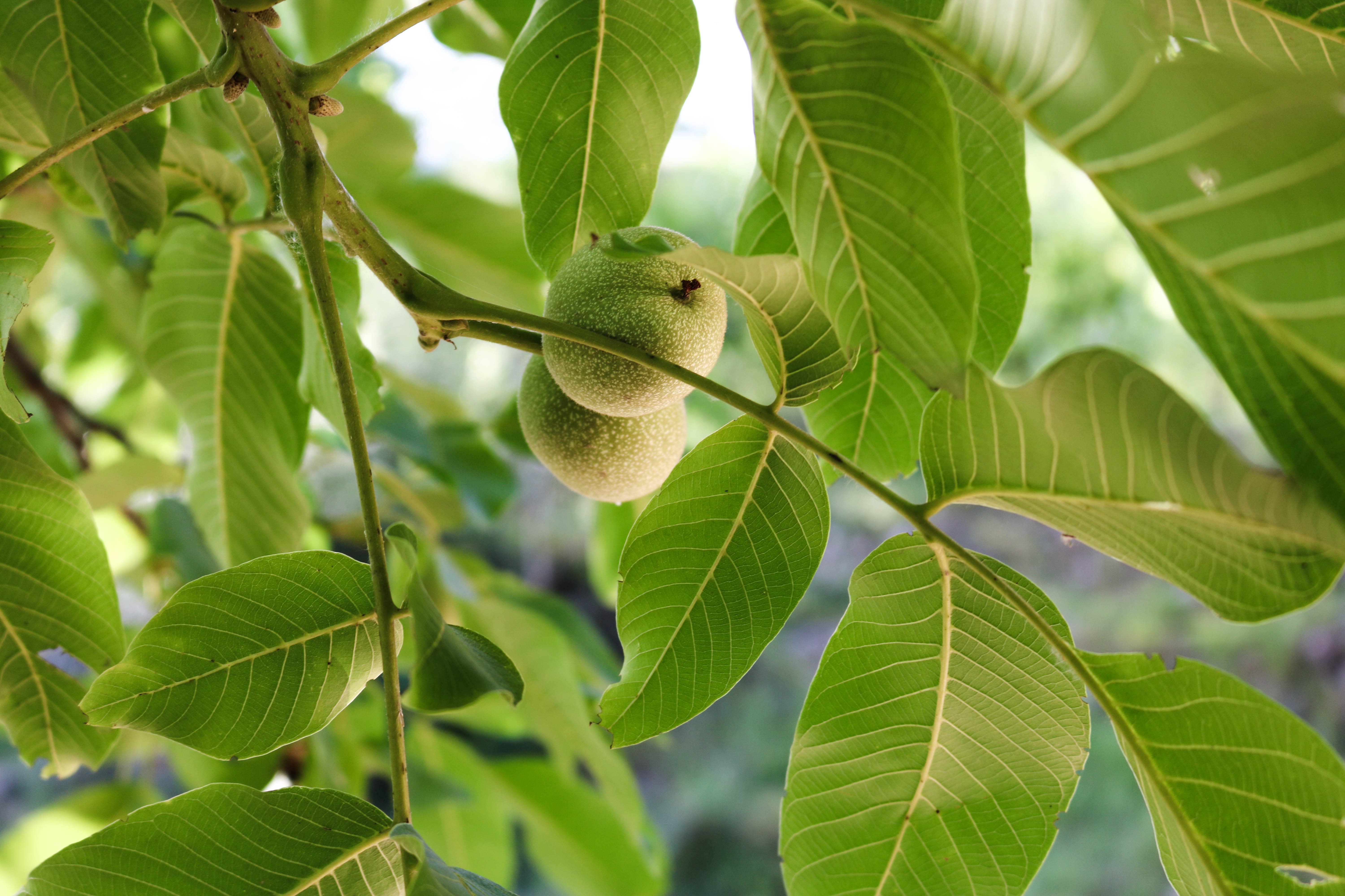 guava leaves benefits for gum health,