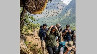 honey-bee-attack