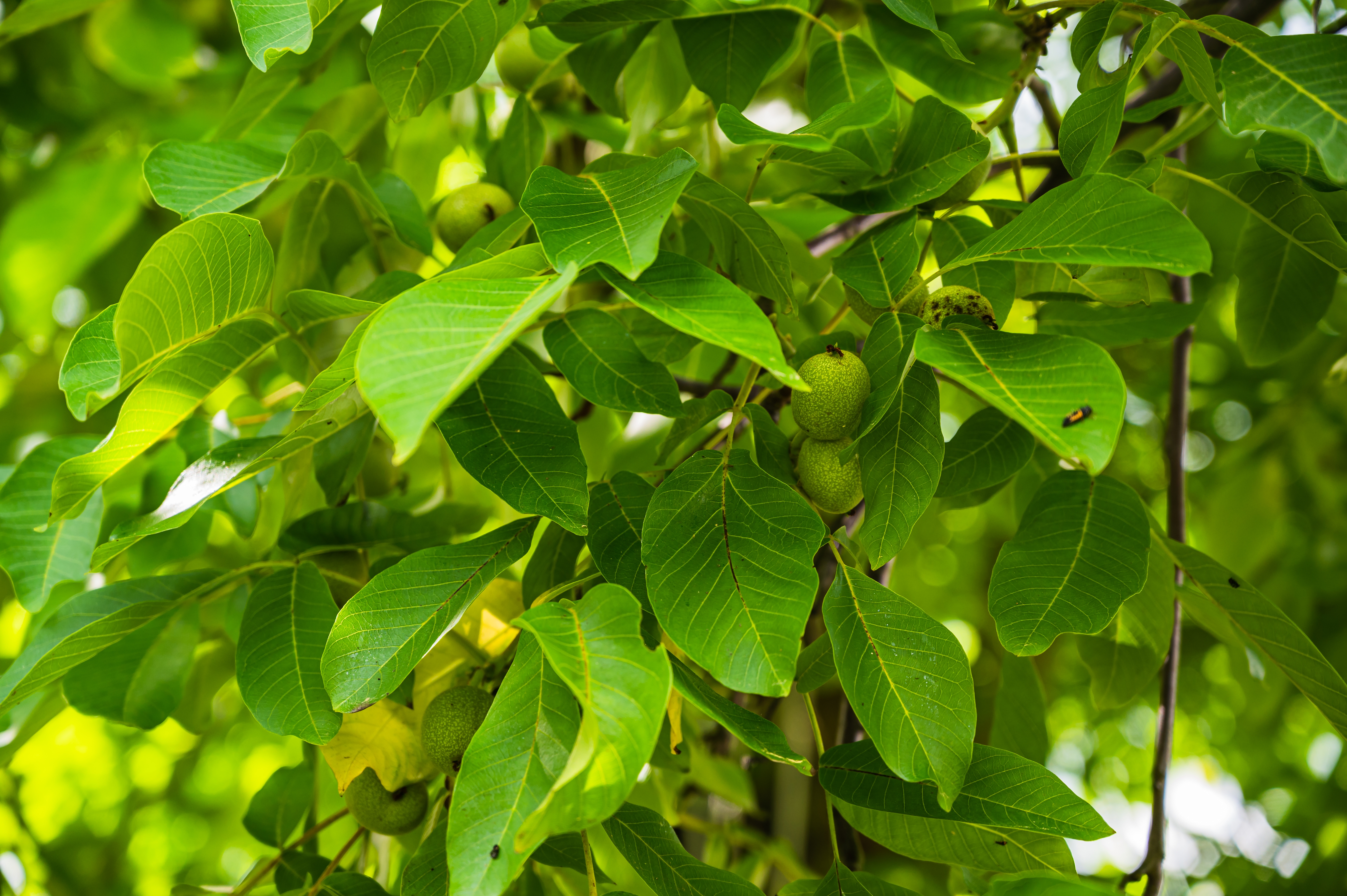 guava leaves benefits for gum health,