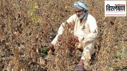 करपलेली पिके, मुदतपूर्व कापणी; भरपाईचे गणित कसे मांडणार?