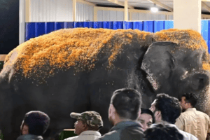 Kolhapur Nandani Math Madhuri Elephant | PETA India Supreme Court Plea | Vantara Jamnagar Relocation | Maharashtra Animal Rights News