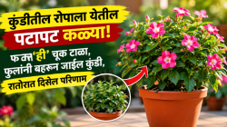 कुंडीतील रोपाला येतील पटापट कळ्या! फक्त ‘ही’ चूक टाळा, फुलांनी बहरून जाईल कुंडी, रातोरात दिसेल परिणाम