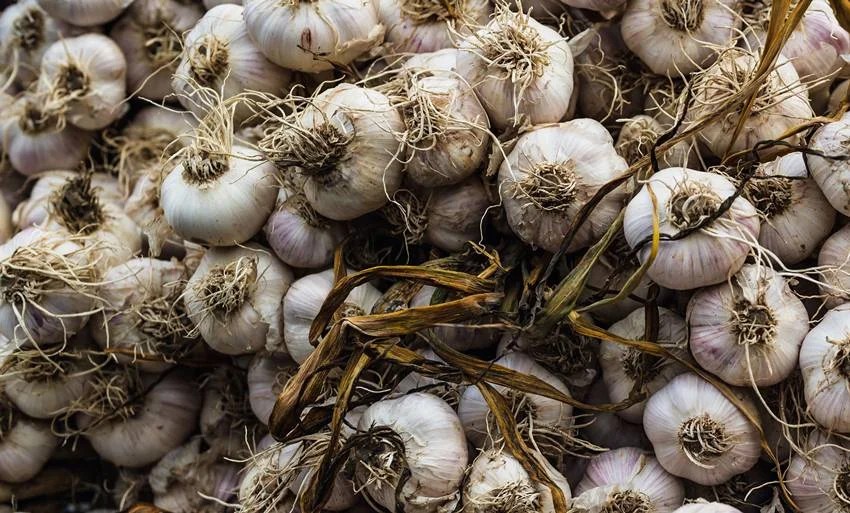 Garlic City of India