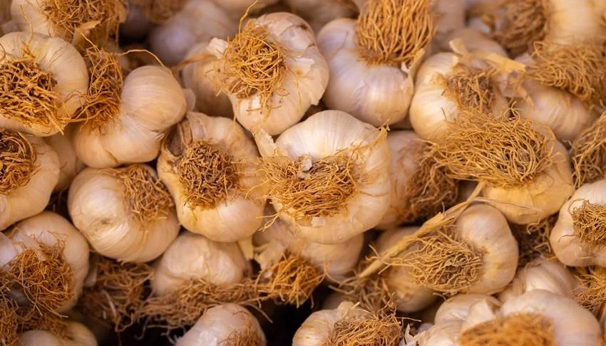 Garlic City of India