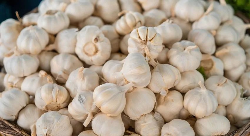Garlic City of India