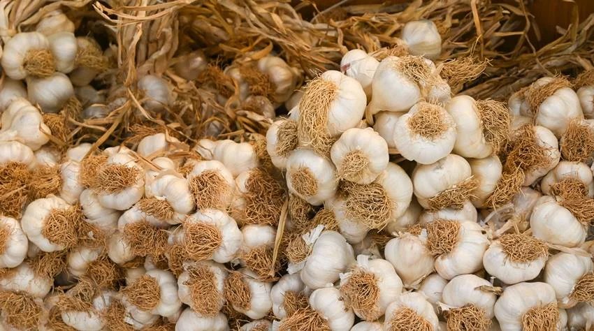 Garlic City of India