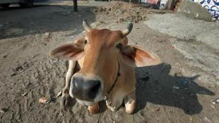 Gujarat Cow Abuse Case Accused Kanubhai | Police Action In Gujarat Animal Cruelty Incident
