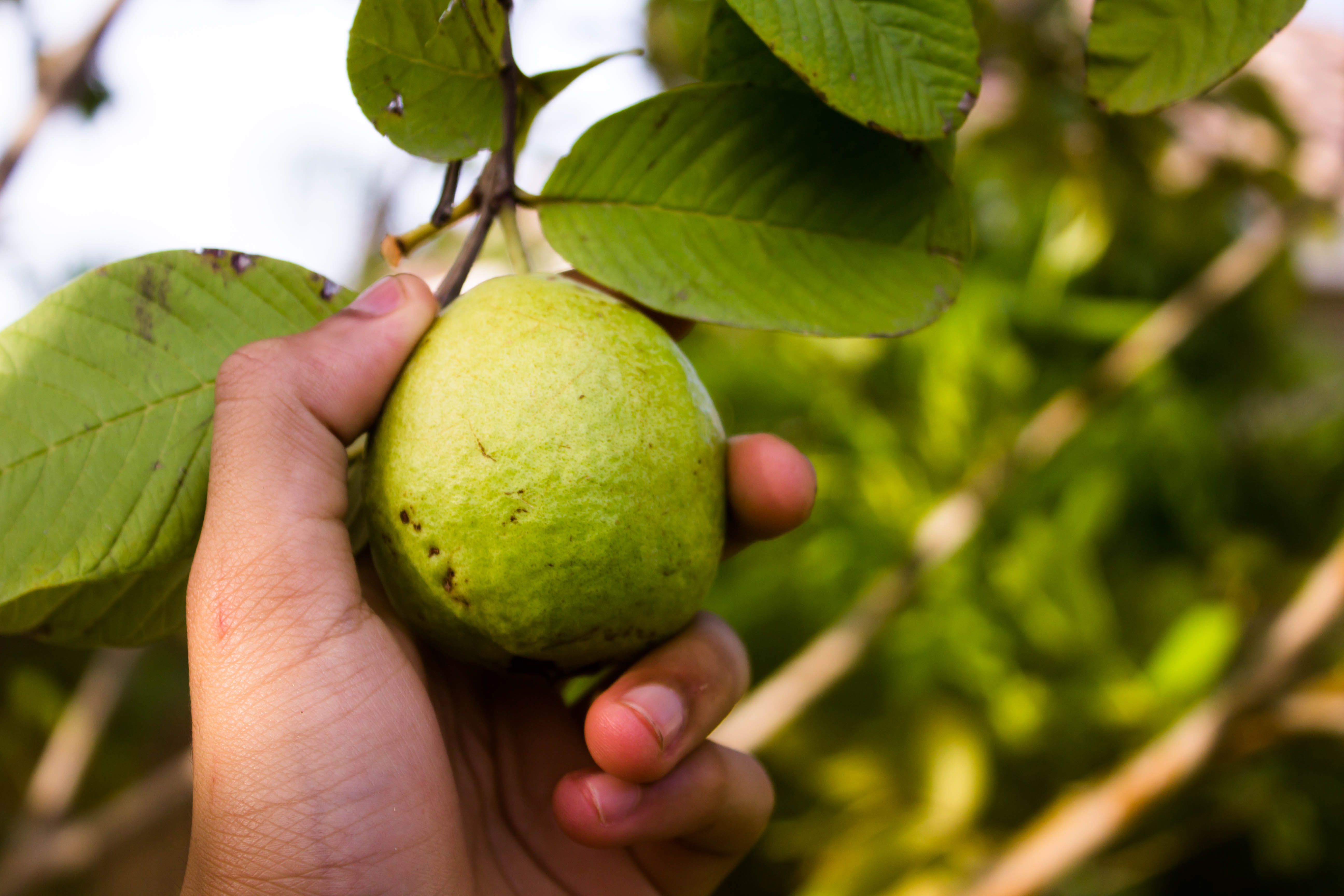 guava leaves benefits for gum health
