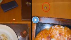 मुंबईतील नामांकित हॉटेलमध्ये जेवणाच्या टेबलवरच आढळलं झुरळ, प्रसिद्ध हृदयरोगतज्ज्ञ डॉ.सेठ यांनी तुकाराम मुंढेंना टॅग केला VIDEO