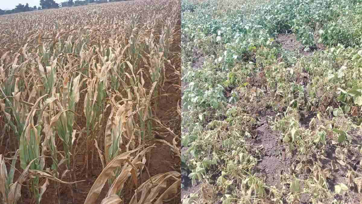 खरीप हंगामातील उत्पादन ५० टक्क्यांहून कमी ? सोयाबीन, कडधान्यांना मोठा फटका; परतीच्या पावसाचा तूर, कापसाला दिलासा शक्य