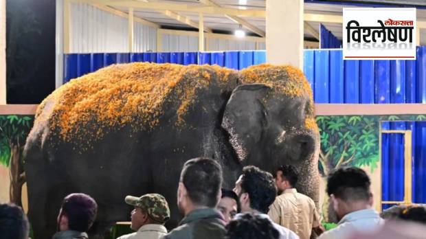 बड्या यंत्रणेला झुकवणारा माधुरी हत्तीसाठीचा लोकलढा यशस्वी कसा ठरला?