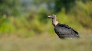 India Vulture Population Decline status | State of Indias Birds Report Vultures update | भारतातील गिधाडांची घटती संख्या अहवाल | गिधाड संवर्धन आणि विषबाधा धोका
