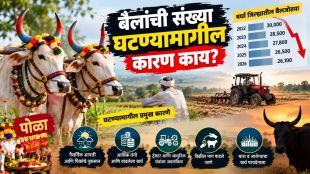 Wardha Pola Festival Bullock Count news | Vidarbha Agricultural Bullock Crisis update | वर्धा पोळा सण बैलांची संख्या घट | विदर्भ शेती सर्जा राजा पोळा उत्सव