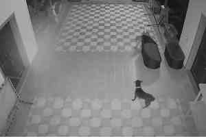 raju patil dog rocky fights leopard in murbad | murbad leopard attack cctv video | mns leader raju patil farm house leopard news | thane district wildlife attack news