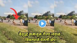 जखमी बिबट्याला बेशुद्ध समजून अधिकारी गेला जवळ; बिबट्या अचानक उठला अन्…अधिकाऱ्याच्या छातीवर घेतली झेप…अंगावर काटा आणणारा VIDEO