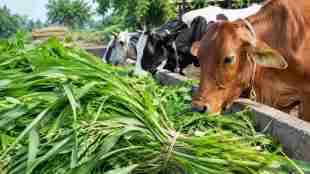 maharashtra fodder development policy | maharashtra cabinet decision on cattle fodder | drought relief for farmers maharashtra | fodder crisis management maharashtra animal husbandry