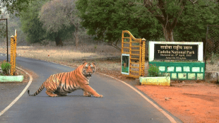 Tadoba Tiger Reserve International Tourists | German Language Training Tadoba Guides | ताडोबा व्याघ्रप्रकल्प आंतरराष्ट्रीय पर्यटक | ताडोबा निसर्ग मार्गदर्शक जर्मन भाषा प्रशिक्षण