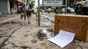 Mira Bhayandar stray dog feeding fine news | Mira Bhayandar Municipal Corporation fine on dog lovers | Animal Husbandry Department order to MBMC | Animal Birth Control Rules 2023 Maharashtra