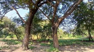nashik kumbh mela tapovan tree cutting bombay high court hearing | nashik municipal corporation green tribunal stay order | sadhugram mais hub tree felling controversy | kumbh mela 2026 preparation high court verdict