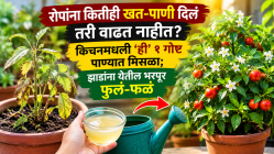 रोपांना कितीही खत-पाणी दिलं तरी वाढत नाहीत? किचनमधली ‘ही’ १ गोष्ट पाण्यात मिसळा; झाडांना येतील भरपूर फुलं-फळं